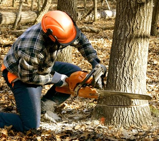 Tree Removal in Quantico, VA